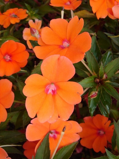 Impatiens hawkeri 'New Guinea Hybrid Tango'